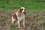 CAVALIER KING CHARLES 803